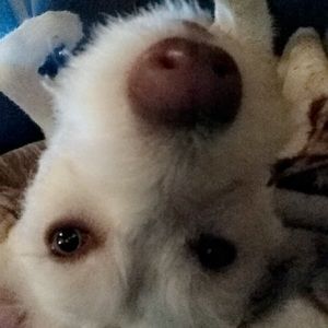 Meet your Posher, Kelene